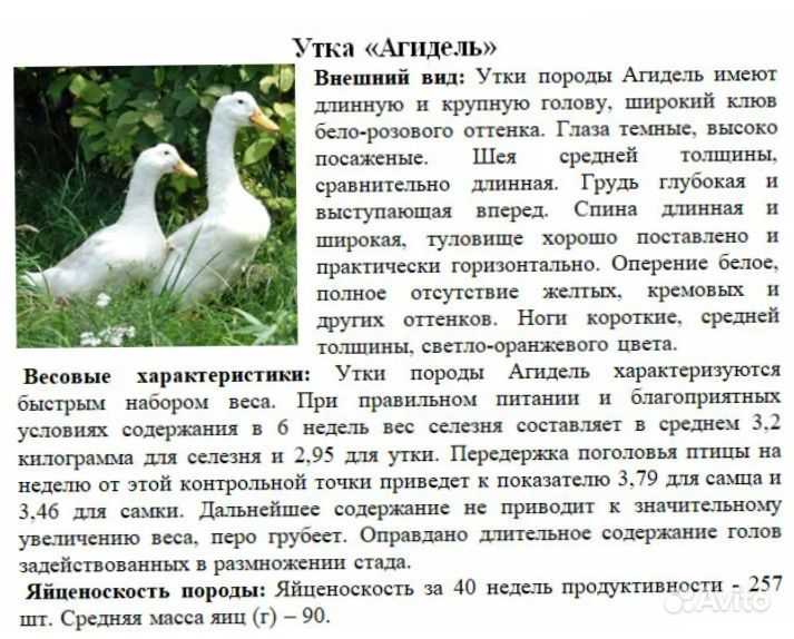 Как отличить утку от селезня: самые быстрые и простые методы