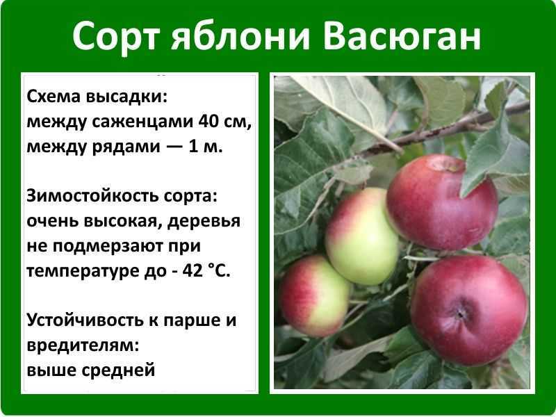 Многообразие сортов яблонь для выращивания на урале: зимние и ранние, колоновидные и карликовые