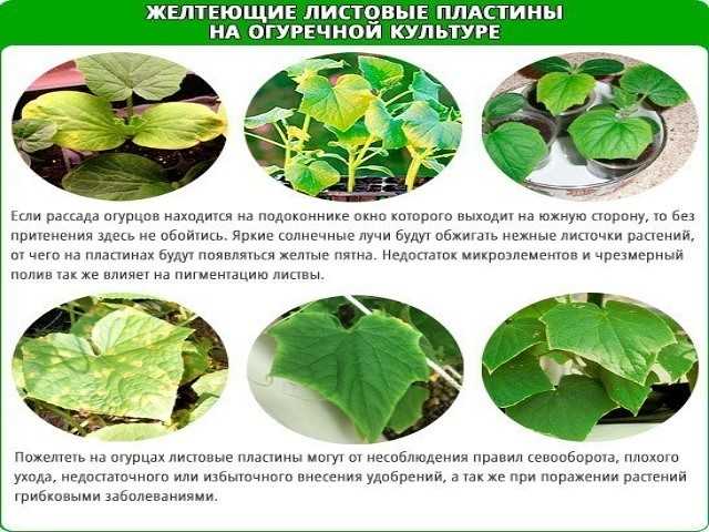 Зебрина: уход в домашних условиях (фото), болезни
