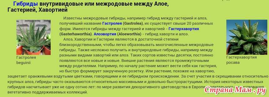 Гастерия уход в домашних условиях, фото, пересадка, полив, размножение