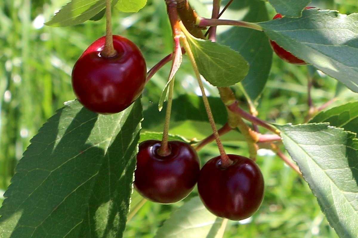 Всё о дюках — гибридах вишни и черешни