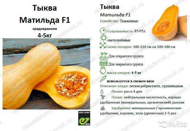 Мускатная тыква: сорта, выращивание и уход в открытом грунте