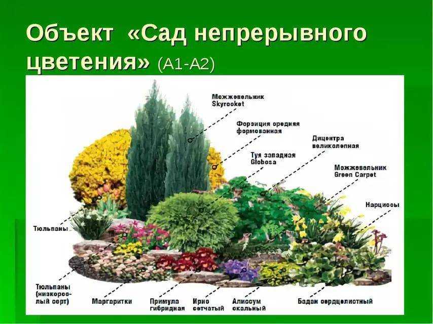 Выбираем солнцелюбивые многолетние цветы для сада: 14 лучших растений