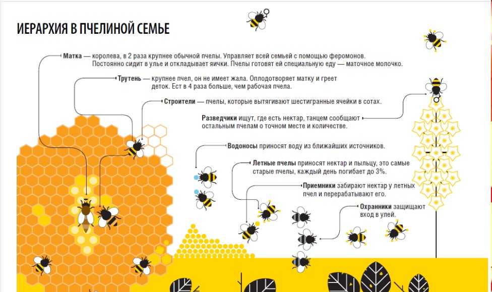 Сколько пчел в улье?. все обо всем. том 1