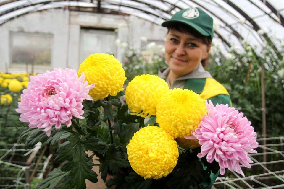 Агротехника выращивания хризантем. правила и уход