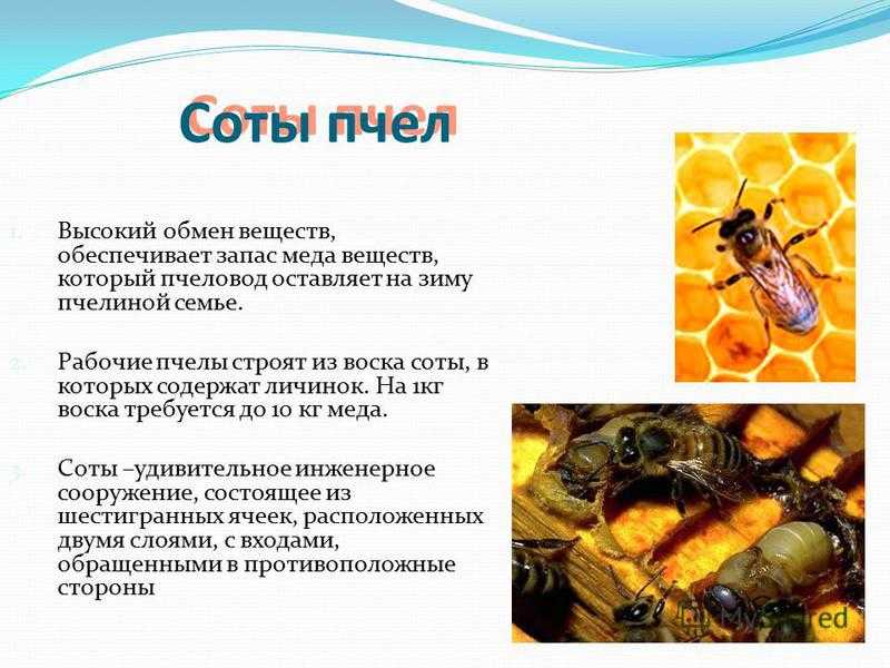 Дикие пчелы: где живут, как выглядит мед, как найти и поймать