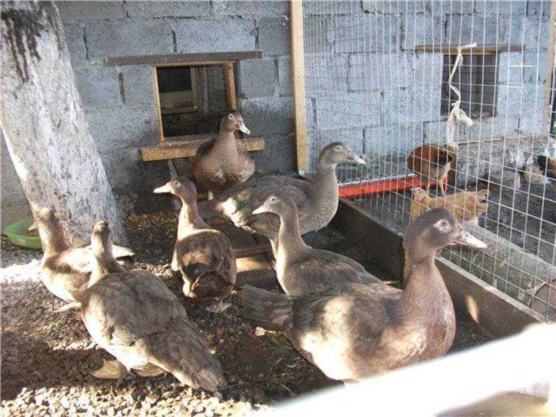 Разведение уток в домашних условиях: подробно для начинающих