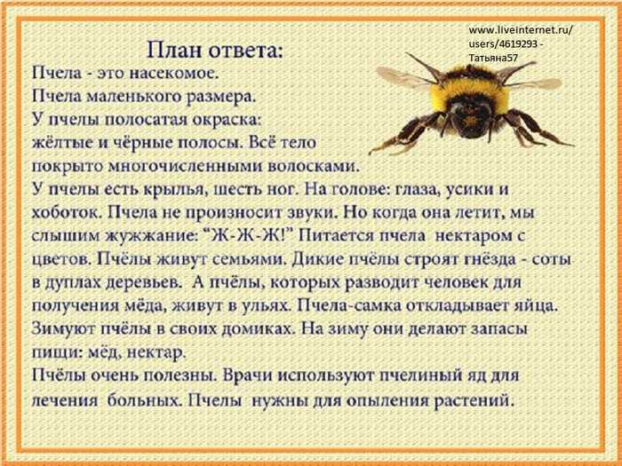 Делают ли осы и шмели мед и каковы его полезные свойства