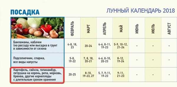Календарь-подсказка по посадке картофеля, свеклы, моркови и других корнеплодов
