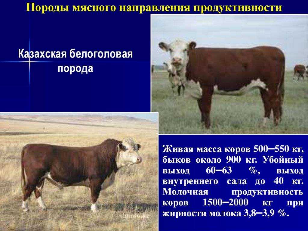 Мясомолочные породы коров: список самых популярных