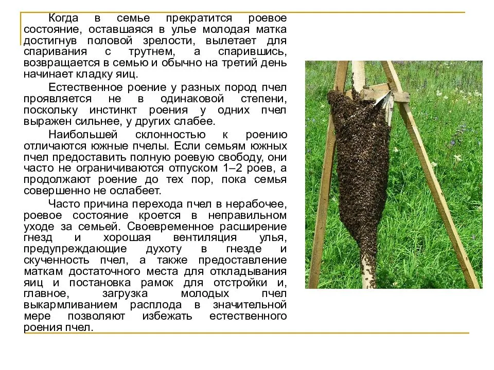 Роение пчел и меры его предупреждения: когда пчелы начинают роиться, как поймать рой