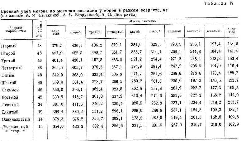 Как определить срок беременности коровы