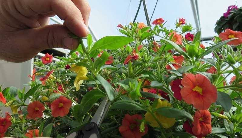 Обрезка петунии в середине лета, как правильно обрезать растение для пышного цветения, чтобы петуния зацвела пышным каскадом, как её обновить и омолодить