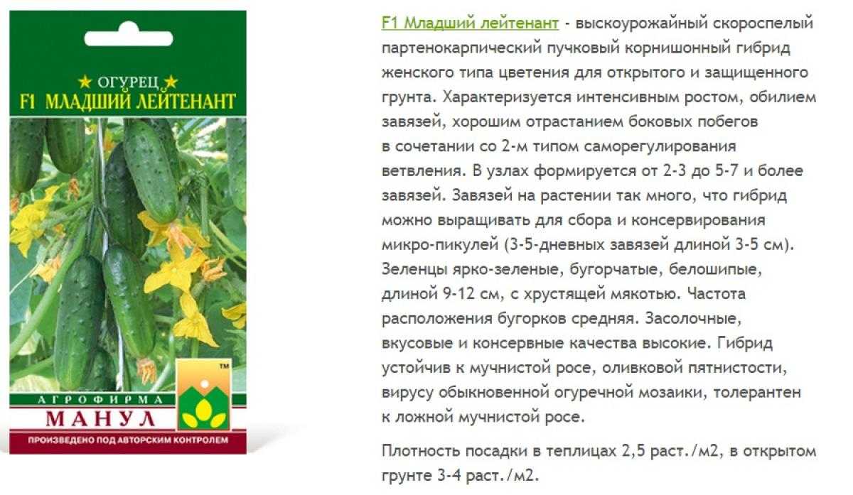 О сорте огурцов Огурцы Младший Лейтенант: агротехника выращивания и уход