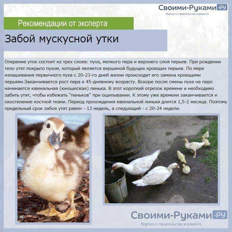 Разведение и содержание уток