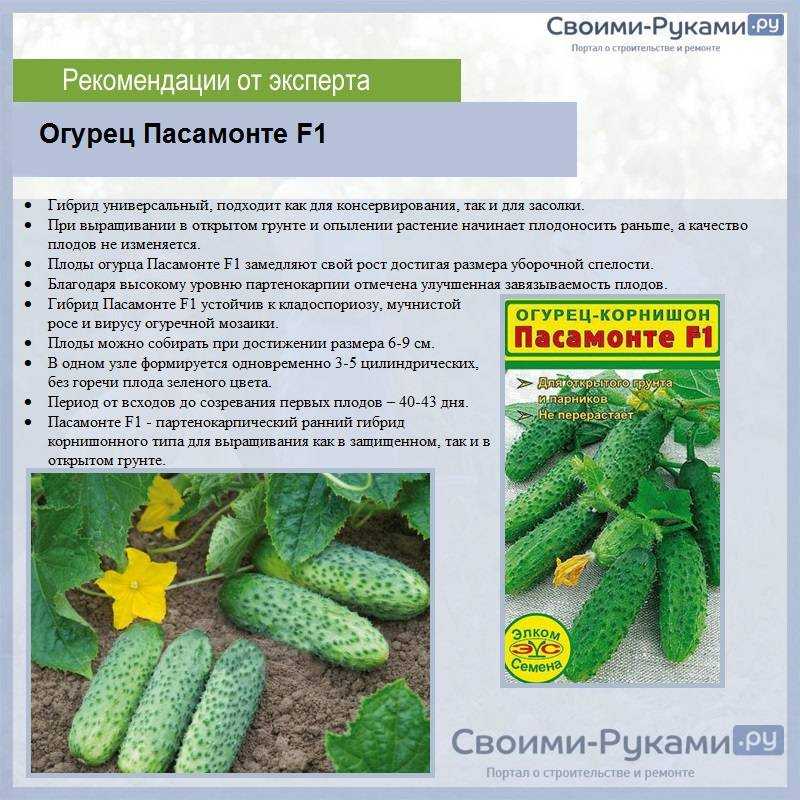 Самоопыляемые сорта огурцов для теплицы и открытого грунта