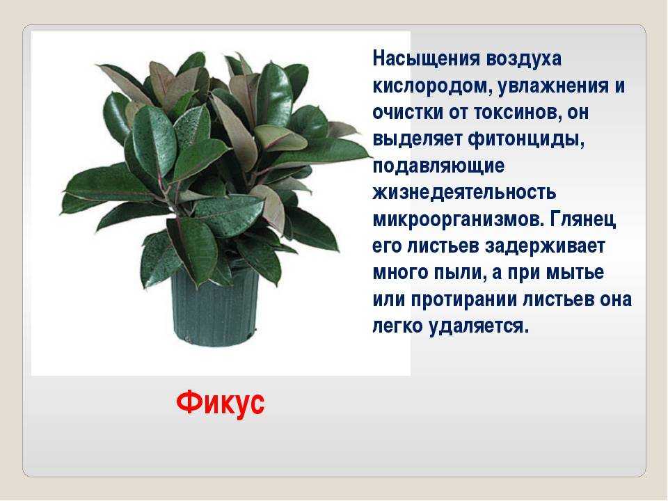Фикус биннендийка (ficus binnendijkii): али, фото, уход в домашних условиях