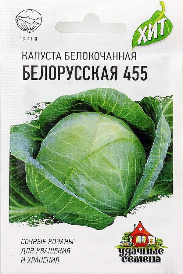 Капуста белорусская: описание сорта, фото, отзывы опытных огородников, особенности выращивания и урожайность