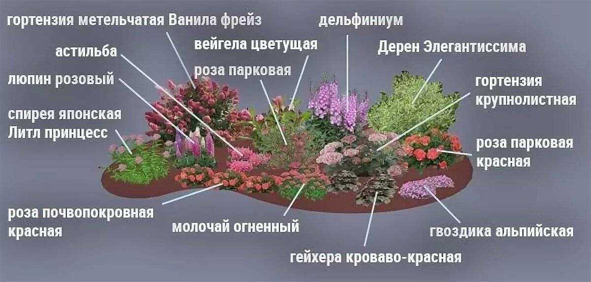 Декоративный кустарник барбарис: как посадить и ухаживать, какие сорта выбрать