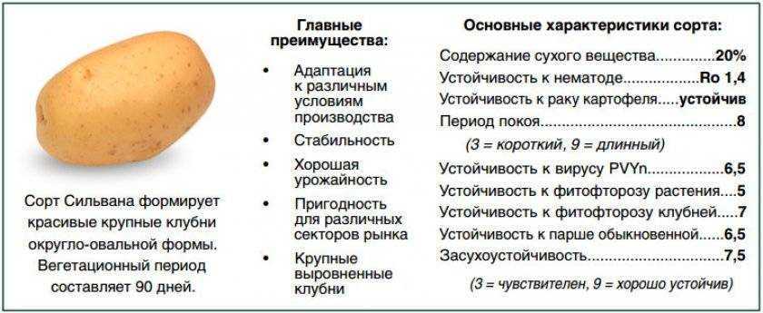 Сорт картофеля крона (кроне): описание с фото, подробная характеристика и отличительные особенности, преимущества и недостатки и правила выращивания культуры