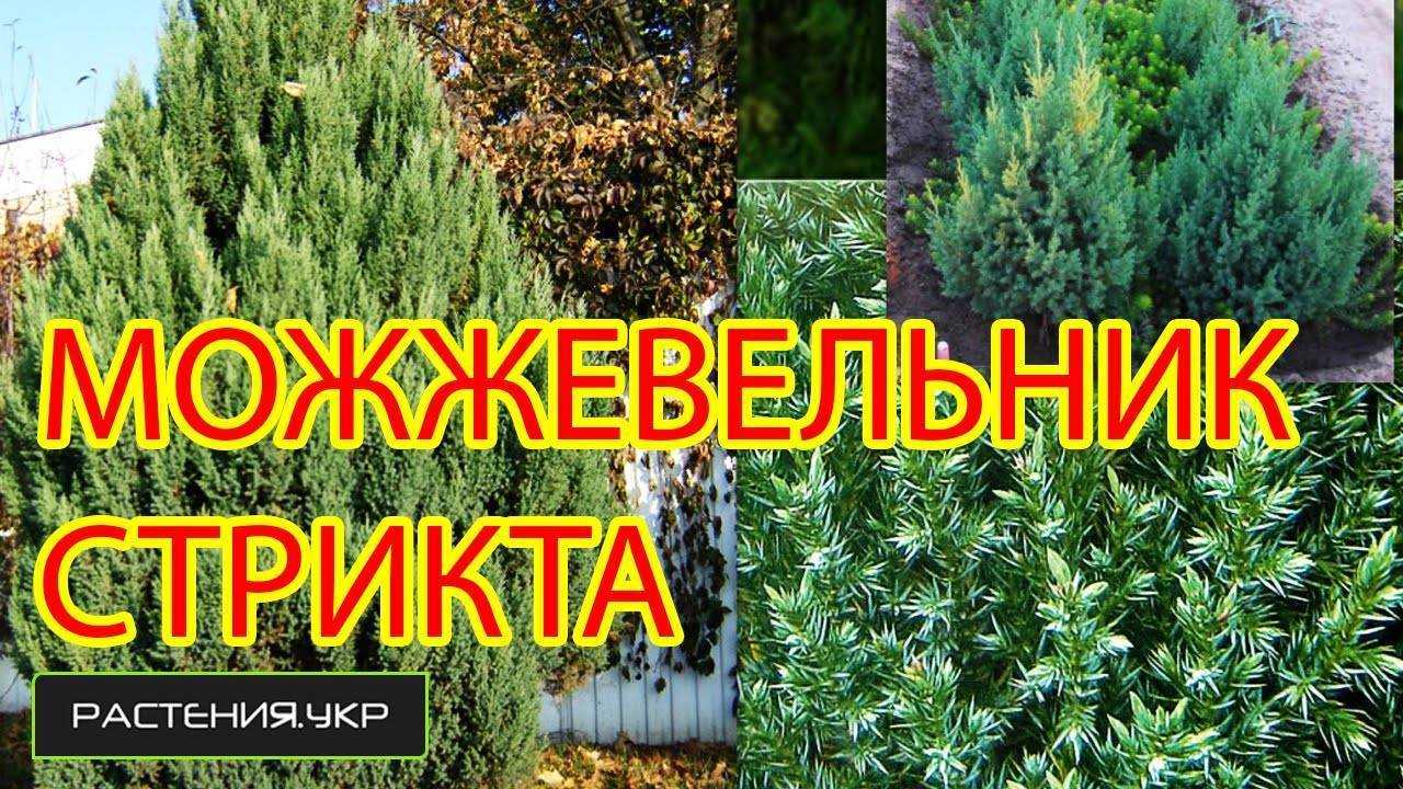 Можжевельники: виды и сорта с фото и названием