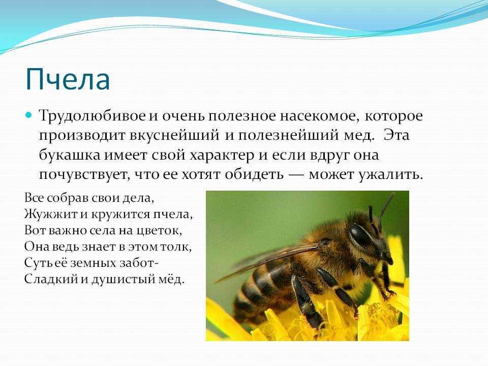 Пчелиная порода карника характеристика и происхождение