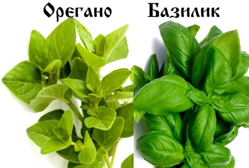 Базилик и реган отличие. чем отличаются базилик и орегано? | зелёный сад