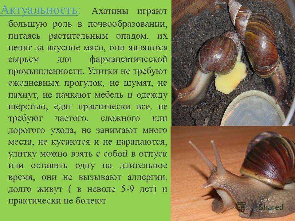 Улитки и слизни на огороде | как от избавиться от моллюсков (народные средства)