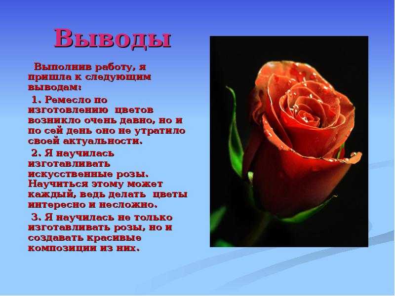 Описание розы: характеристика и полезные свойства цветка