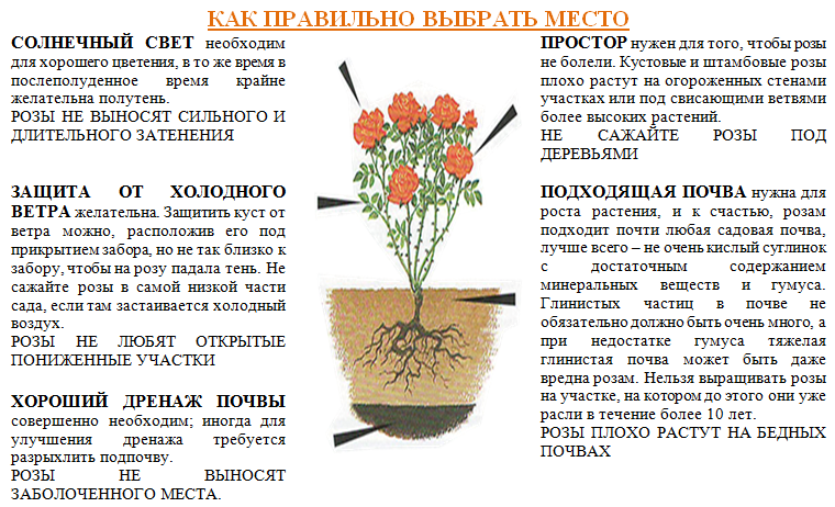 Какие сорта желтых роз флорибунда пользуются спросом у садоводов и флористов