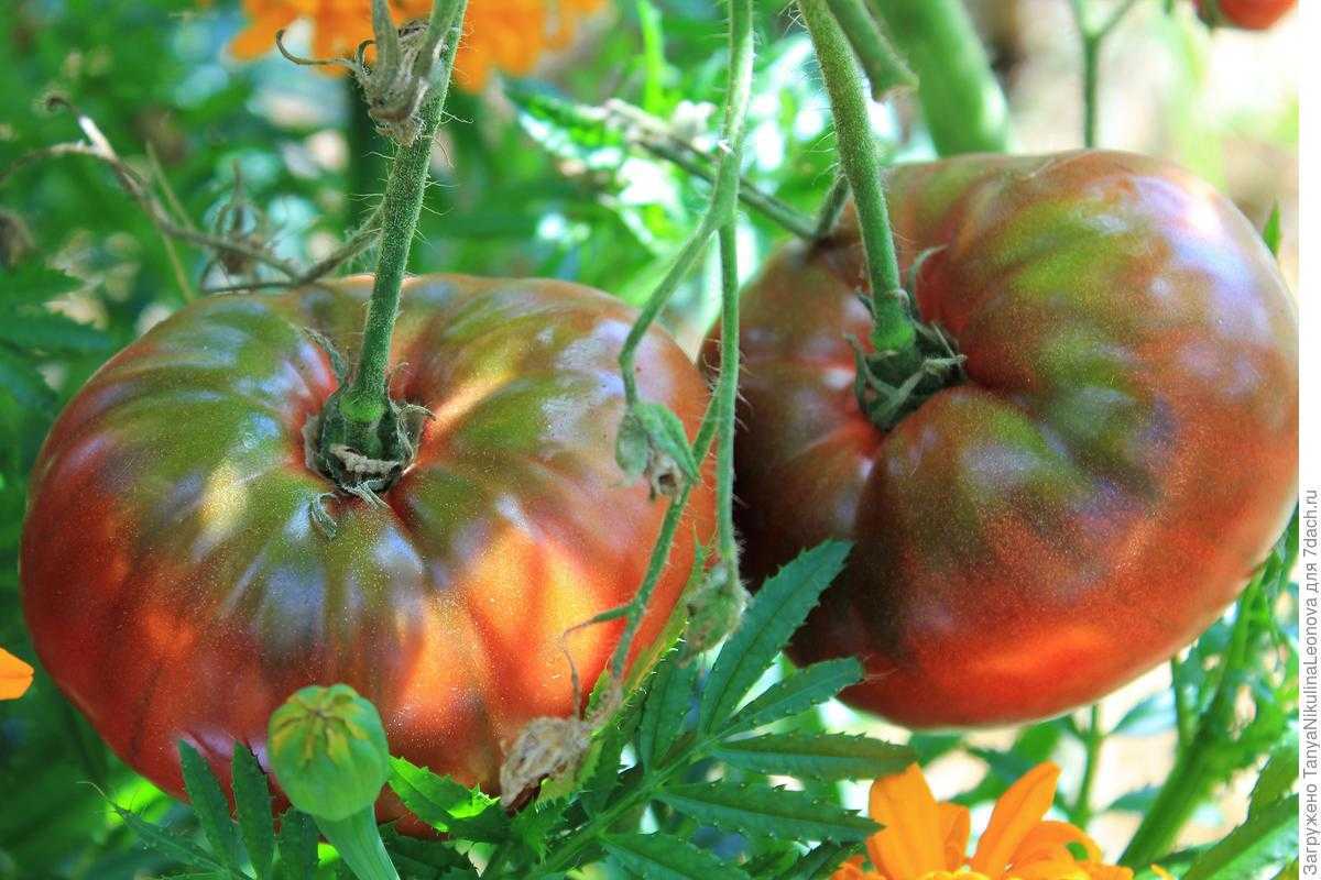 Томат черный крым: описание и характеристика сорта, фото, отзывы, урожайность