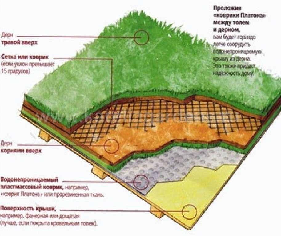 Газон на даче своими руками: как выбрать, правила ухода, что делать с сорняками