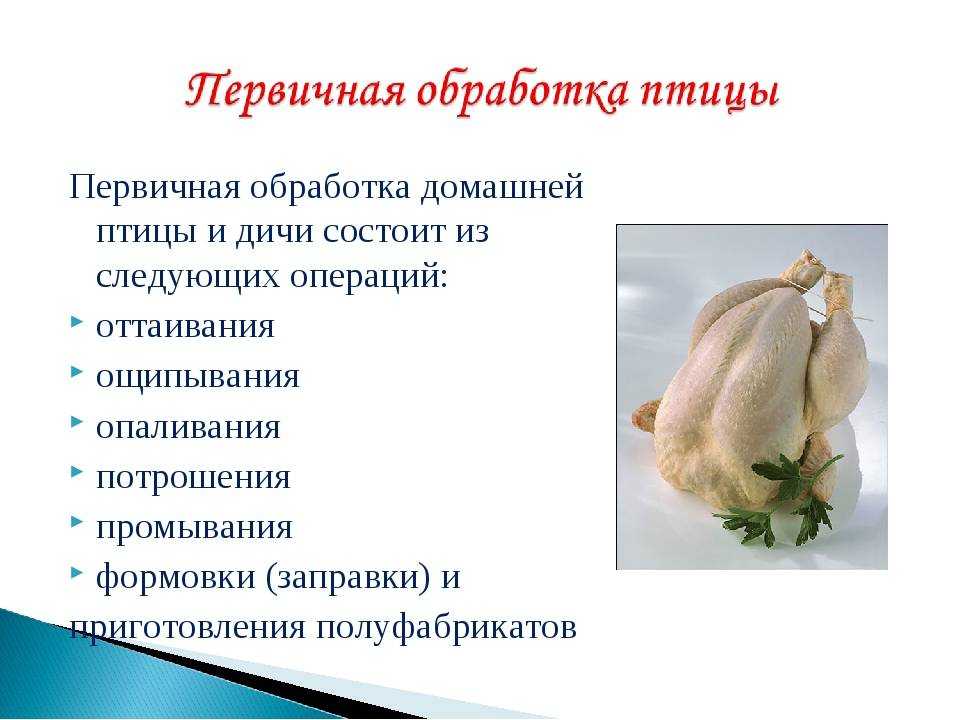 Как в домашних условиях забить курицу, петуха, первичная обработка птицы