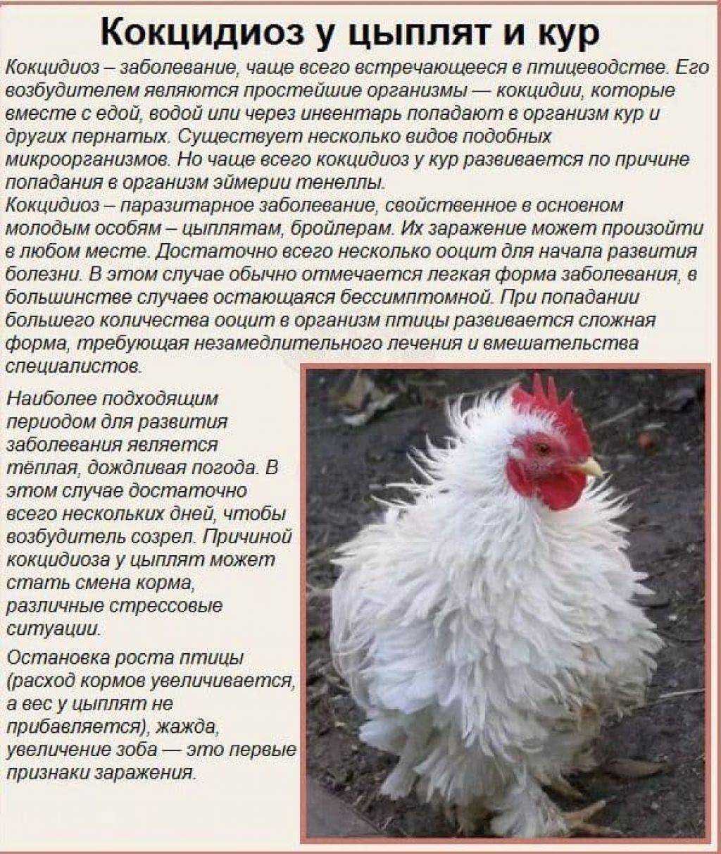 Что делать, если курица хромает на одну ногу?