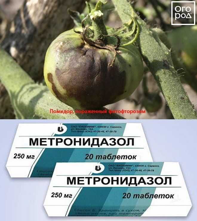Трихопол для помидор: инструкция по применению, как разводить и опрыскивать