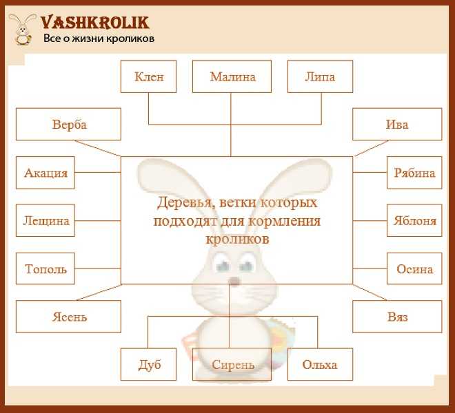 ᐉ какие ветки можно давать кроликам и как правильно их заготавливать - zooon.ru