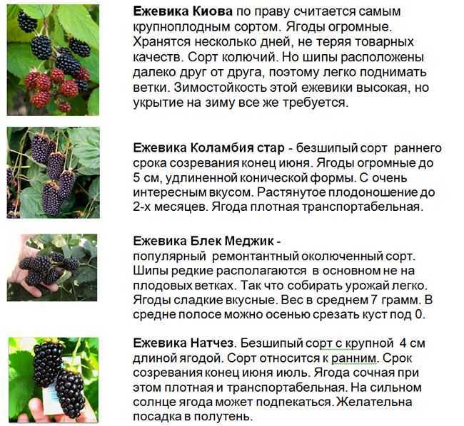 Характеристика ежевики сорта агавам, как посадить и ухаживать