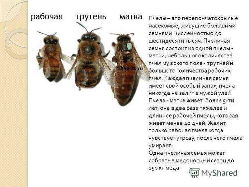 Сколько живет пчела: рабочая, матка, трутень