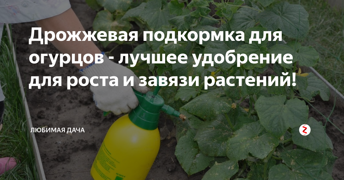 Подкормка дрожжами: огурцов, томатов в теплице и открытом грунте
