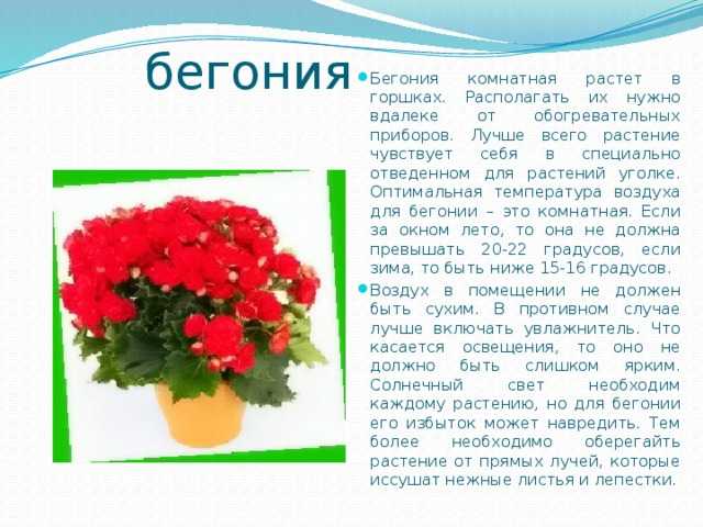 Бегония