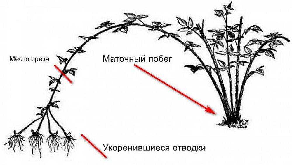 Выращивание ежевики