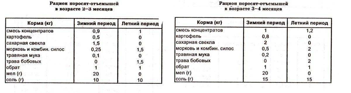 Как правильно кормить поросят, чтобы они быстро набрали вес: правила выращивания поросят в домашних условиях