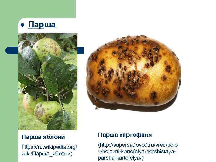 Болезни яблонь: парша на supersadovnik.ru