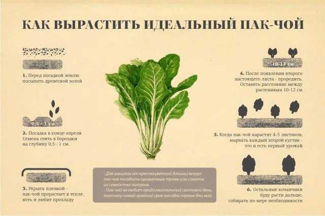 Китайская капуста посадка, выращивание и уход в открытом грунте, виды китайской капусты