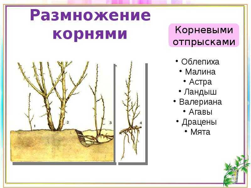 Базовые правила размножения роз черенками летом и зимой