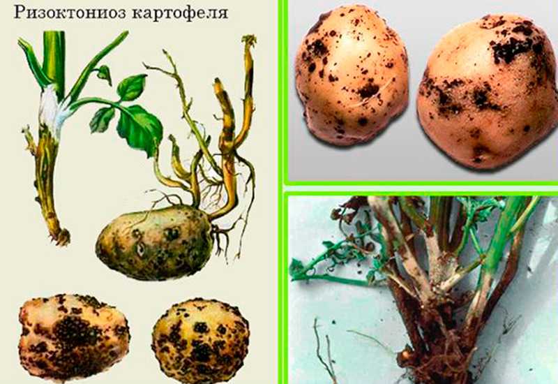 Парша на картофеле: методы борьбы с болезнью