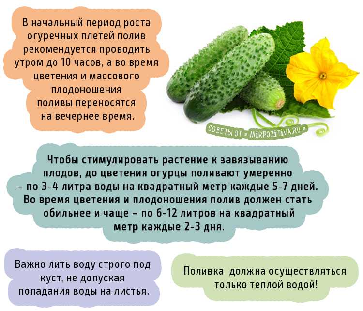 Способы подкормки огурцов при цветении и плодоношении