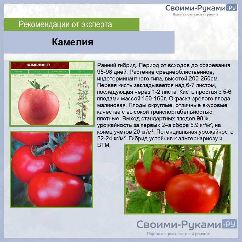 Томат лель: отзывы огородников и фото урожая, преимущества и недостатки сорта помидоров, секреты выращивания