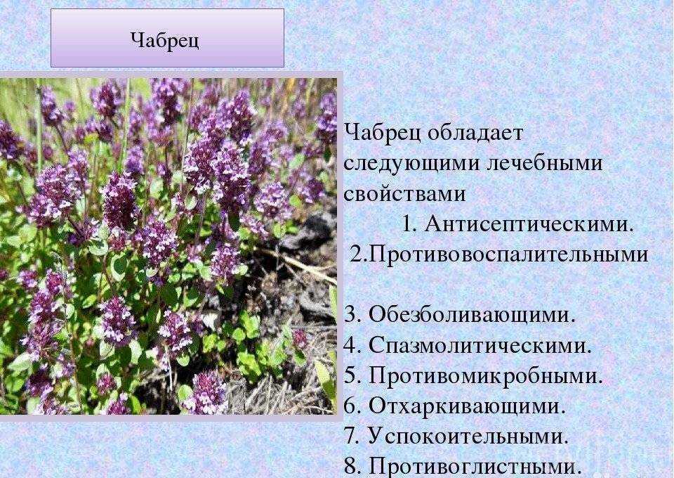 Тимьян: виды и сорта с описанием и фото