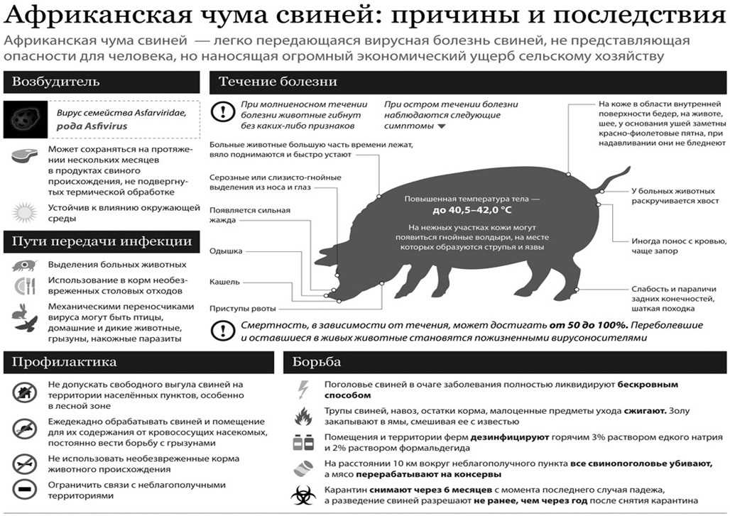 Болезни свиней и поросят: виды, симптомы и лечение